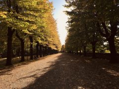 CONFARTIGIANATO TERNI: IL MERCATO ALLA PASSEGGIATA E’ UNA BUONA SOLUZIONE